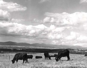 Vaches canadiennes