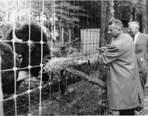 Bisons du Zoo de Granby