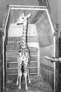 Un girafeau, zoo de Granby