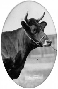 P025-S001-D007-P018 Vache canadienne