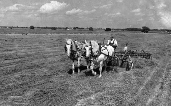 Le temps des foins à la ferme de Rolland Beaudry, en 1956 (Photo Office provincial de la publicité, Collection Gérard Beaudry)