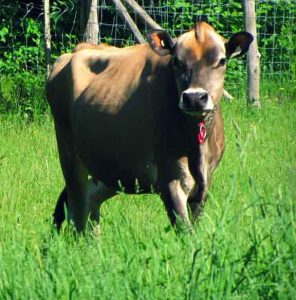 Élise est une descendante pure race des vaches Jersey de la ferme PineTree. (Coll. Ferme héritage Miner)