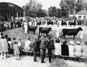 Ferme-école provinciale de Deschambeault. Pique-nique annuel des éleveurs de bovins canadiens. (Fonds Société des éleveurs de bovins canadiens, SHHY. Photo : Office provinciale de publicité, Québec, P025-S001-D001-P010)