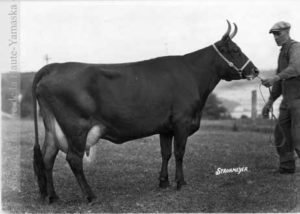 Nanette de Cap-Rouge, vers 1950. ( Société d'histoire de la Haute-Yamaska, Fonds SECC, photo H.A. Strohmeyer, P027-74-01)